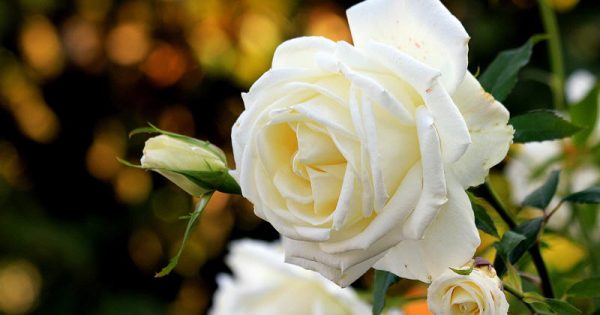Лепесток белой розы